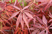 - FOR PICKUP ONLY | Acer palmatum 'Tamukeyama' Weeping Red Japanese Maple | DOES NOT SHIP - Mr Maple │ Buy Japanese Maple Trees