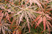 - FOR PICKUP ONLY | Acer palmatum 'Tamukeyama' Weeping Red Japanese Maple | DOES NOT SHIP - Mr Maple │ Buy Japanese Maple Trees