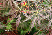 - FOR PICKUP ONLY | Acer palmatum 'Tamukeyama' Weeping Red Japanese Maple | DOES NOT SHIP - Mr Maple │ Buy Japanese Maple Trees