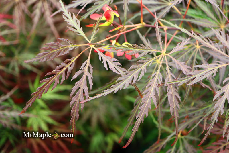 - FOR PICKUP ONLY | Acer palmatum 'Tamukeyama' Weeping Red Japanese Maple | DOES NOT SHIP - Mr Maple │ Buy Japanese Maple Trees
