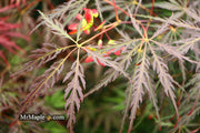 - FOR PICKUP ONLY | Acer palmatum 'Tamukeyama' Weeping Red Japanese Maple | DOES NOT SHIP - Mr Maple │ Buy Japanese Maple Trees