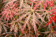 - FOR PICKUP ONLY | Acer palmatum 'Tamukeyama' Weeping Red Japanese Maple | DOES NOT SHIP - Mr Maple │ Buy Japanese Maple Trees