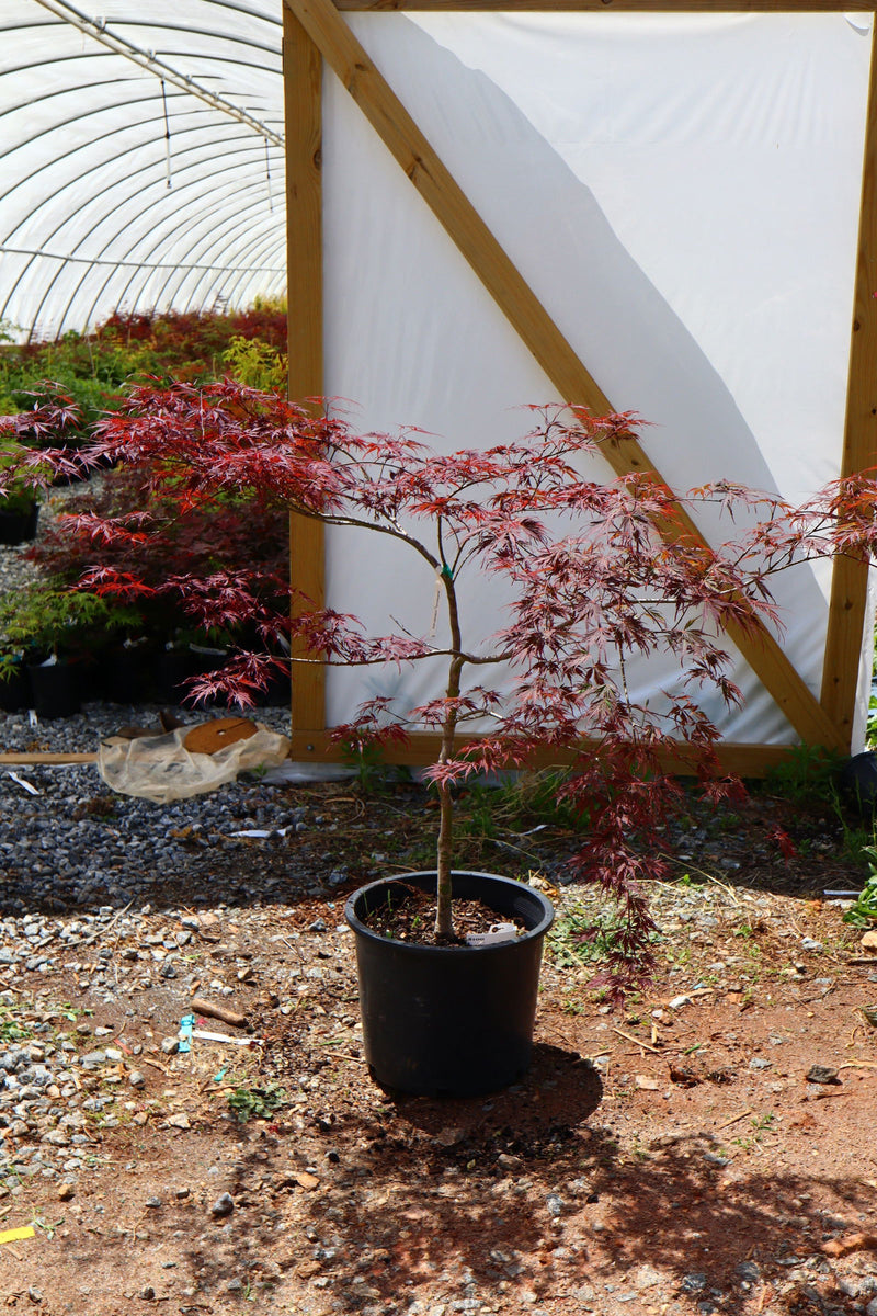 - FOR PICKUP ONLY | Acer palmatum 'Tamukeyama' Weeping Red Japanese Maple | DOES NOT SHIP - Mr Maple │ Buy Japanese Maple Trees