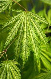 - FOR PICKUP ONLY | Acer palmatum 'Tiger Rose' Japanese Maple | DOES NOT SHIP - Mr Maple │ Buy Japanese Maple Trees