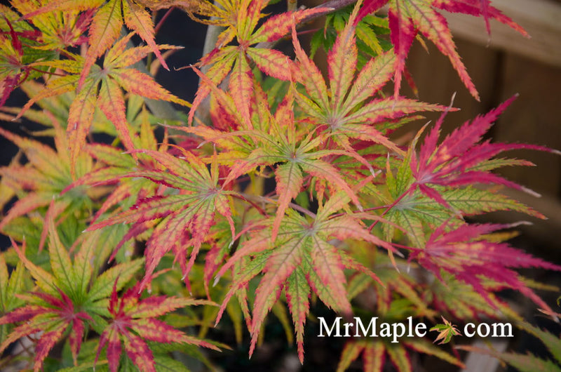 - FOR PICKUP ONLY | Acer palmatum 'Tiger Rose' Japanese Maple | DOES NOT SHIP - Mr Maple │ Buy Japanese Maple Trees