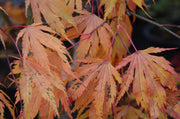 - FOR PICKUP ONLY | Acer palmatum 'Tiger Rose' Japanese Maple | DOES NOT SHIP - Mr Maple │ Buy Japanese Maple Trees