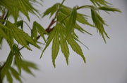 - FOR PICKUP ONLY | Acer palmatum 'Tiger Rose' Japanese Maple | DOES NOT SHIP - Mr Maple │ Buy Japanese Maple Trees
