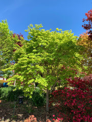 - FOR PICKUP ONLY | Acer palmatum 'Tiger Rose' Japanese Maple | DOES NOT SHIP - Mr Maple │ Buy Japanese Maple Trees