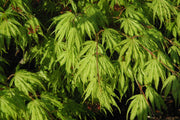 - FOR PICKUP ONLY | Acer palmatum 'Tiger Rose' Japanese Maple | DOES NOT SHIP - Mr Maple │ Buy Japanese Maple Trees