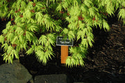 - FOR PICKUP ONLY | Acer palmatum 'Tiger Rose' Japanese Maple | DOES NOT SHIP - Mr Maple │ Buy Japanese Maple Trees