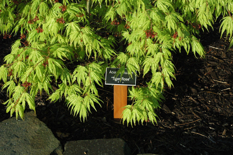 - FOR PICKUP ONLY | Acer palmatum 'Tiger Rose' Japanese Maple | DOES NOT SHIP - Mr Maple │ Buy Japanese Maple Trees