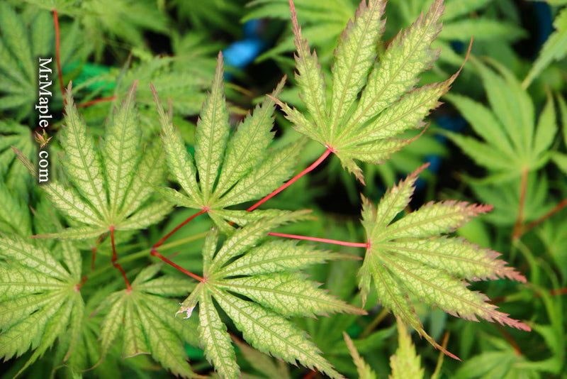 - FOR PICKUP ONLY | Acer palmatum 'Tiger Rose' Japanese Maple | DOES NOT SHIP - Mr Maple │ Buy Japanese Maple Trees