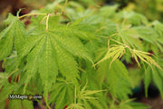 - FOR PICKUP ONLY | Acer palmatum 'Tiger Rose' Japanese Maple | DOES NOT SHIP - Mr Maple │ Buy Japanese Maple Trees
