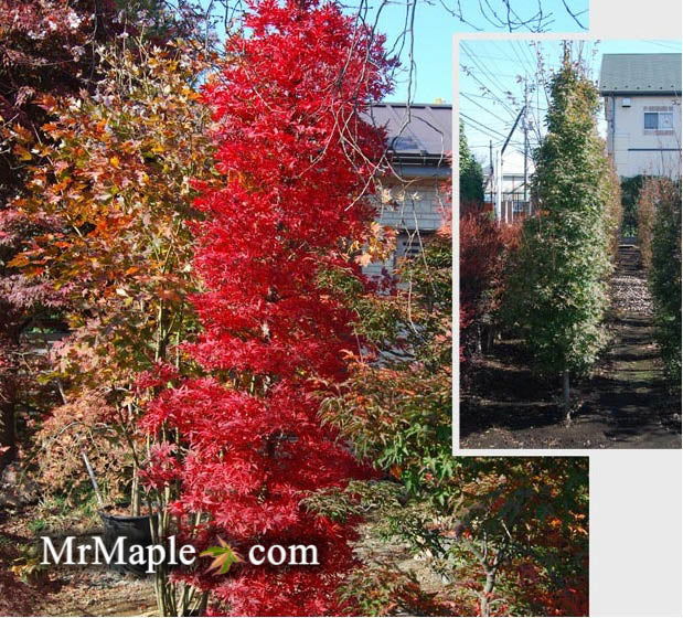 - FOR PICKUP ONLY | Acer palmatum 'Tsukasa Silhouette' Columnar Japanese Maple | DOES NOT SHIP - Mr Maple │ Buy Japanese Maple Trees