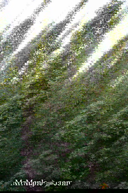 - FOR PICKUP ONLY | Acer palmatum 'Tsukasa Silhouette' Columnar Japanese Maple | DOES NOT SHIP - Mr Maple │ Buy Japanese Maple Trees