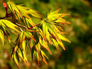 - FOR PICKUP ONLY | Acer palmatum 'Tsukasa Silhouette' Columnar Japanese Maple | DOES NOT SHIP - Mr Maple │ Buy Japanese Maple Trees