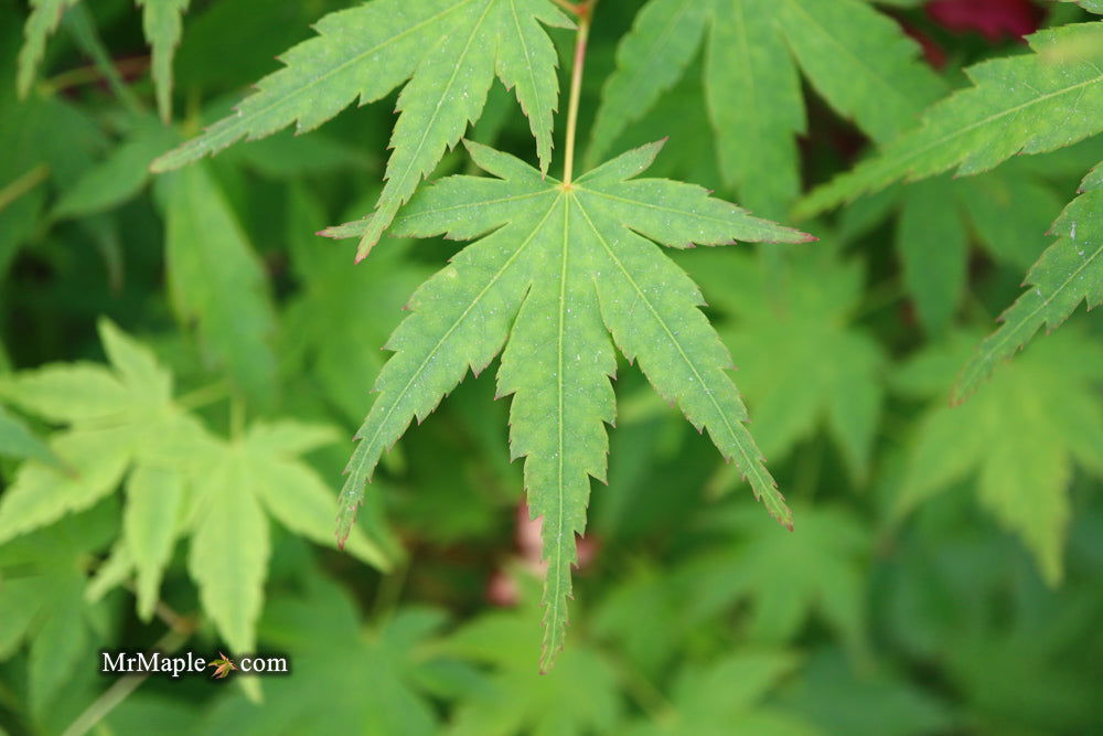 - FOR PICKUP ONLY | Acer palmatum 'Tsukasa Silhouette' Columnar Japanese Maple | DOES NOT SHIP - Mr Maple │ Buy Japanese Maple Trees