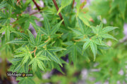 - FOR PICKUP ONLY | Acer palmatum 'Tsukasa Silhouette' Columnar Japanese Maple | DOES NOT SHIP - Mr Maple │ Buy Japanese Maple Trees