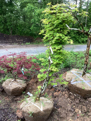 - FOR PICKUP ONLY | Acer palmatum 'Tsuma beni' Japanese Maple | DOES NOT SHIP - Mr Maple │ Buy Japanese Maple Trees