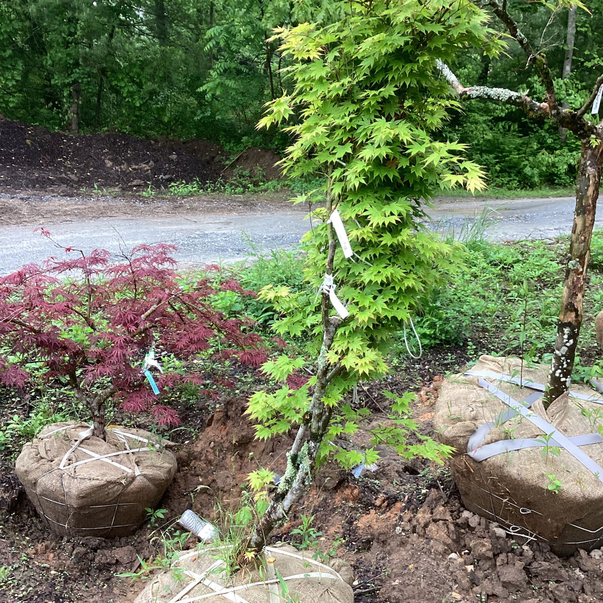 Buy Acer palmatum 'Tsuma beni' Japanese Maple — Mr Maple │ Buy