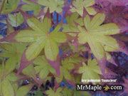 - FOR PICKUP ONLY | Acer palmatum 'Tsuma beni' Japanese Maple | DOES NOT SHIP - Mr Maple │ Buy Japanese Maple Trees
