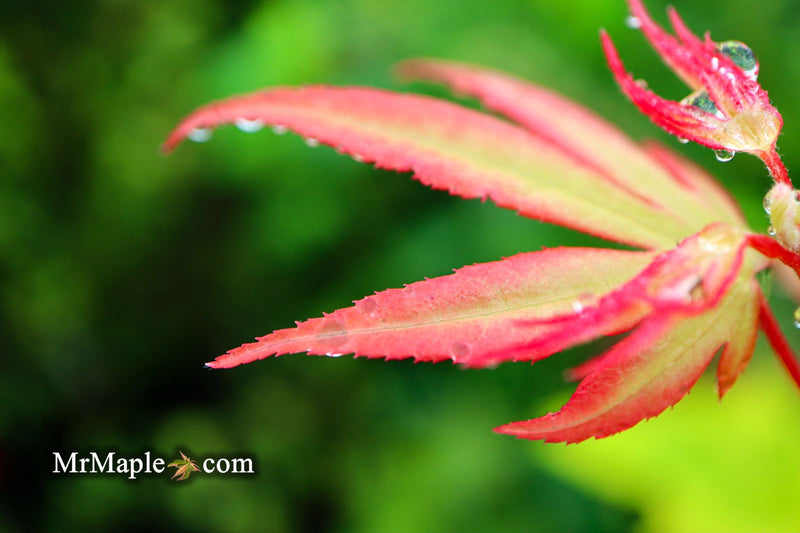 - FOR PICKUP ONLY | Acer palmatum 'Tsuma beni' Japanese Maple | DOES NOT SHIP - Mr Maple │ Buy Japanese Maple Trees