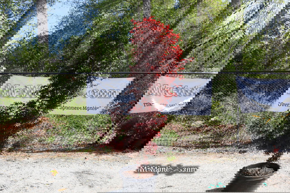 Buy Acer palmatum 'Twombly's Red Sentinel' Columnar Japanese Maple