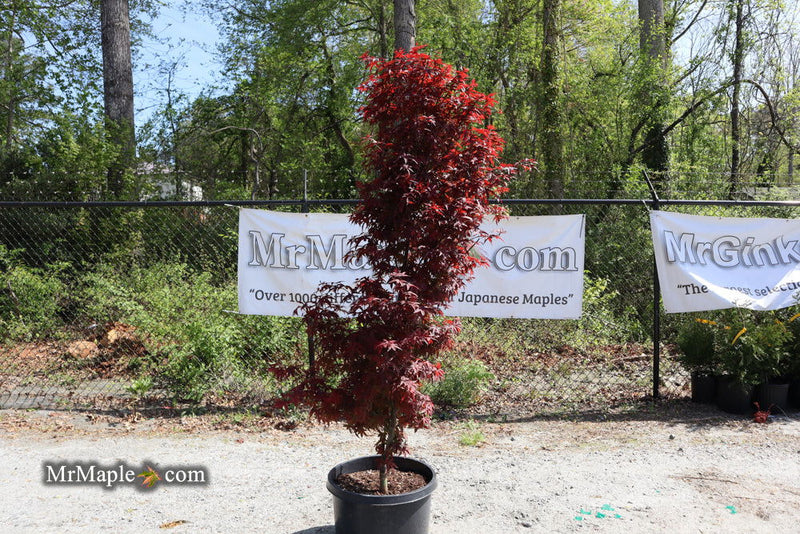 - FOR PICKUP ONLY | Acer palmatum 'Twombly's Red Sentinel' Columnar Japanese Maple | DOES NOT SHIP - Mr Maple │ Buy Japanese Maple Trees