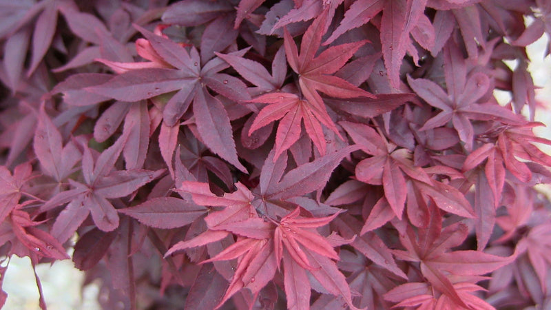 - FOR PICKUP ONLY | Acer palmatum 'Twombly's Red Sentinel' Columnar Japanese Maple | DOES NOT SHIP - Mr Maple │ Buy Japanese Maple Trees