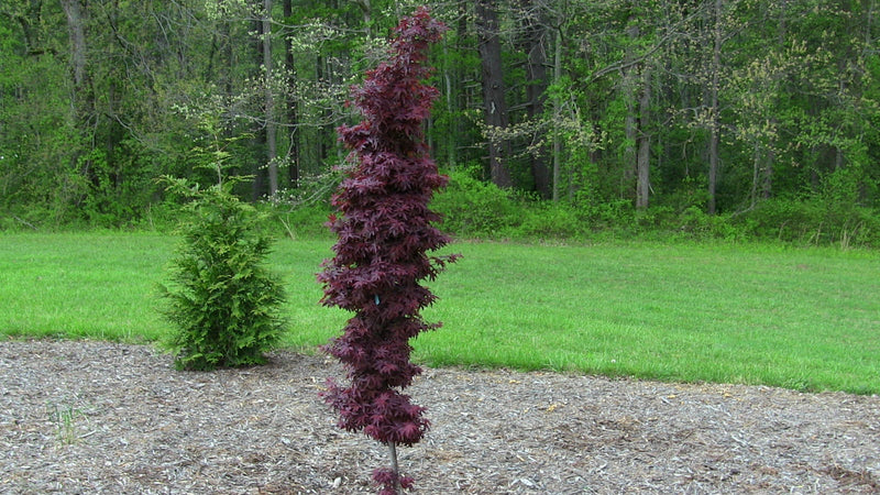 - FOR PICKUP ONLY | Acer palmatum 'Twombly's Red Sentinel' Columnar Japanese Maple | DOES NOT SHIP - Mr Maple │ Buy Japanese Maple Trees