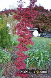 - FOR PICKUP ONLY | Acer palmatum 'Twombly's Red Sentinel' Columnar Japanese Maple | DOES NOT SHIP - Mr Maple │ Buy Japanese Maple Trees