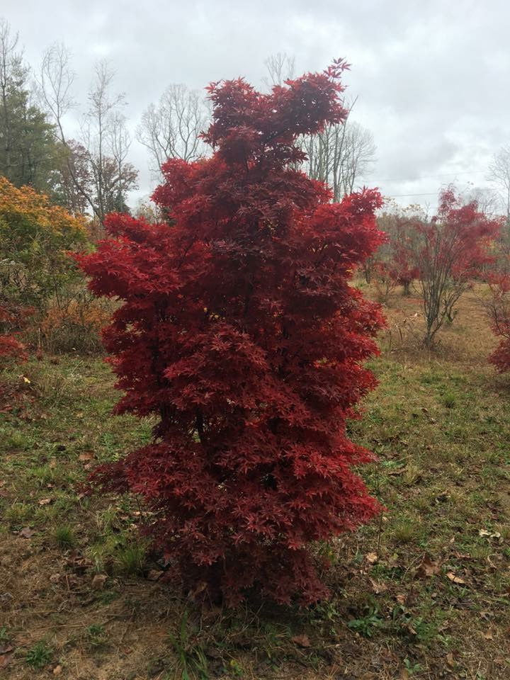 - FOR PICKUP ONLY | Acer palmatum 'Twombly's Red Sentinel' Columnar Japanese Maple | DOES NOT SHIP - Mr Maple │ Buy Japanese Maple Trees