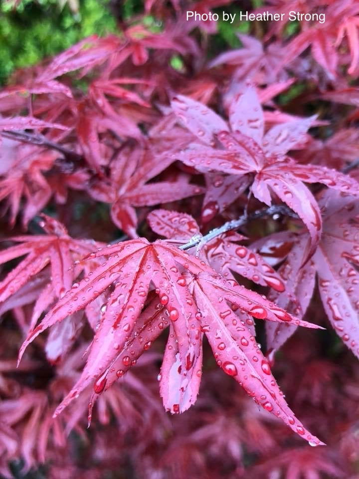 - FOR PICKUP ONLY | Acer palmatum 'Twombly's Red Sentinel' Columnar Japanese Maple | DOES NOT SHIP - Mr Maple │ Buy Japanese Maple Trees