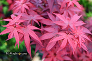 - FOR PICKUP ONLY | Acer palmatum 'Twombly's Red Sentinel' Columnar Japanese Maple | DOES NOT SHIP - Mr Maple │ Buy Japanese Maple Trees