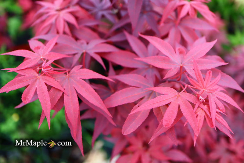 - FOR PICKUP ONLY | Acer palmatum 'Twombly's Red Sentinel' Columnar Japanese Maple | DOES NOT SHIP - Mr Maple │ Buy Japanese Maple Trees