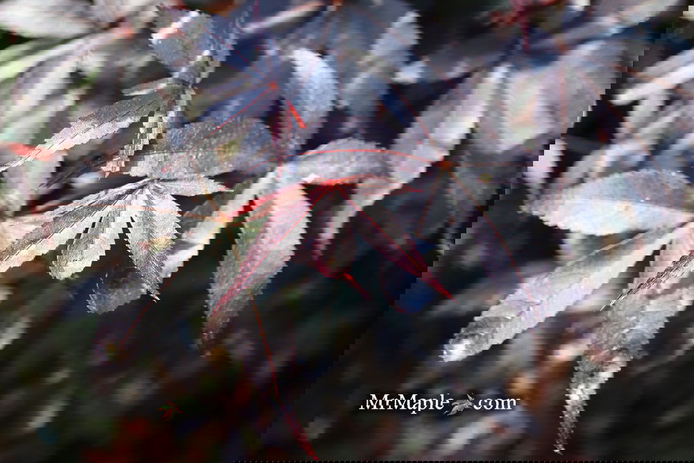 Buy Acer palmatum 'Twombly's Red Sentinel' Columnar Japanese Maple