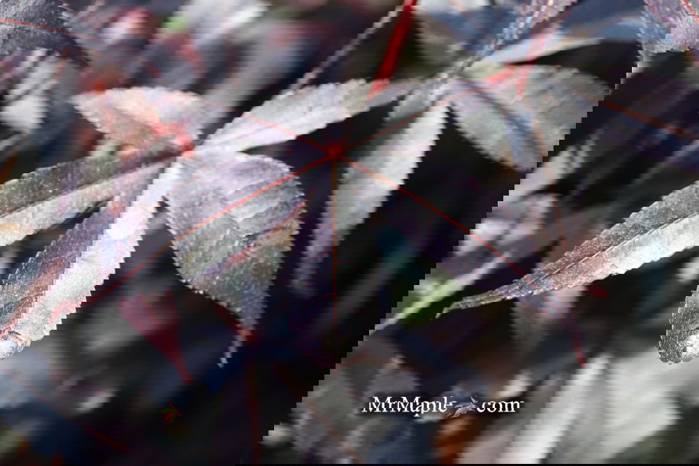 Buy Acer palmatum 'Twombly's Red Sentinel' Columnar Japanese Maple