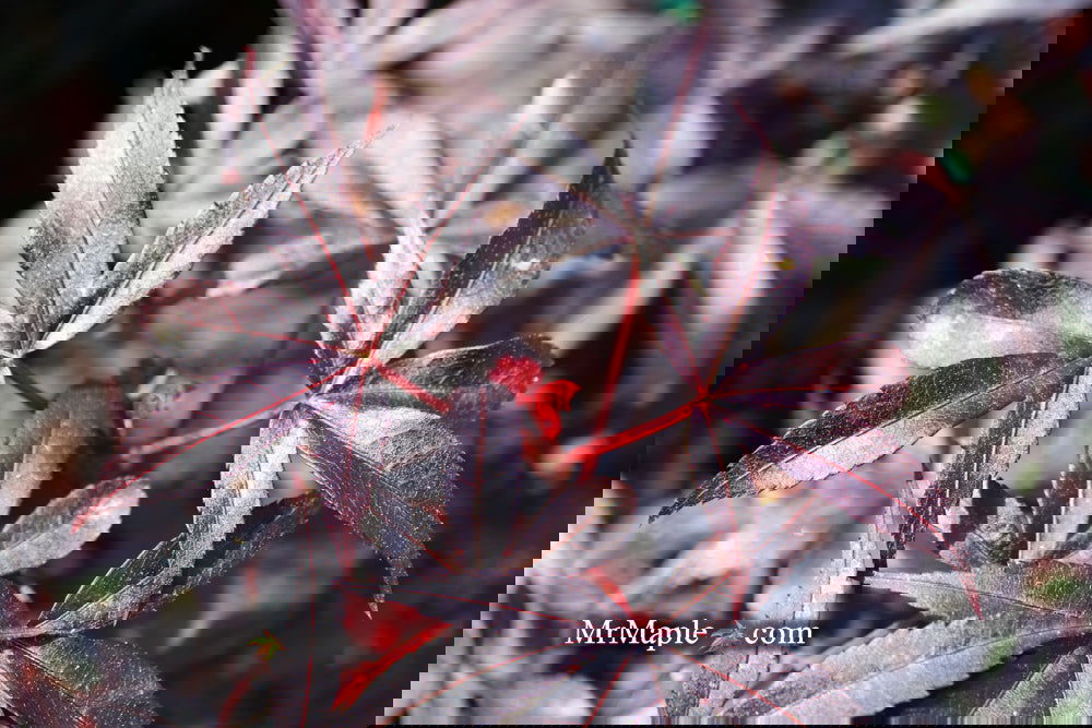 Buy Acer palmatum 'Twombly's Red Sentinel' Columnar Japanese Maple