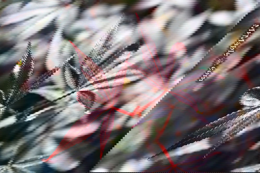 Buy Acer palmatum 'Twombly's Red Sentinel' Columnar Japanese Maple