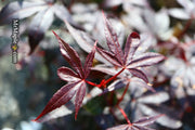 - FOR PICKUP ONLY | Acer palmatum 'Twombly's Red Sentinel' Columnar Japanese Maple | DOES NOT SHIP - Mr Maple │ Buy Japanese Maple Trees