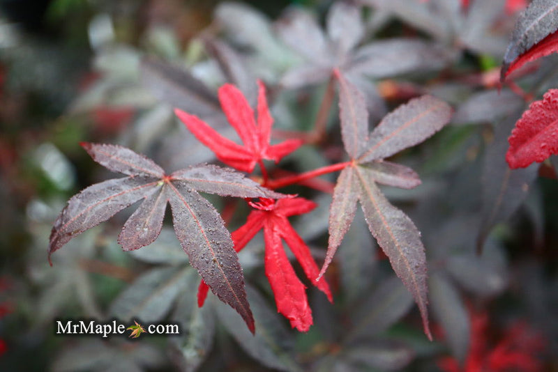 - FOR PICKUP ONLY | Acer palmatum 'Twombly's Red Sentinel' Columnar Japanese Maple | DOES NOT SHIP - Mr Maple │ Buy Japanese Maple Trees