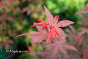 - FOR PICKUP ONLY | Acer palmatum 'Twombly's Red Sentinel' Columnar Japanese Maple | DOES NOT SHIP - Mr Maple │ Buy Japanese Maple Trees