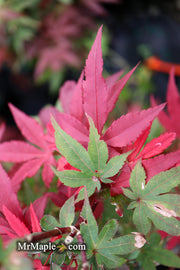 - FOR PICKUP ONLY | Acer palmatum 'Twombly's Red Sentinel' Columnar Japanese Maple | DOES NOT SHIP - Mr Maple │ Buy Japanese Maple Trees