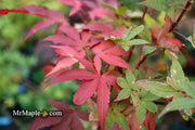 - FOR PICKUP ONLY | Acer palmatum 'Twombly's Red Sentinel' Columnar Japanese Maple | DOES NOT SHIP - Mr Maple │ Buy Japanese Maple Trees