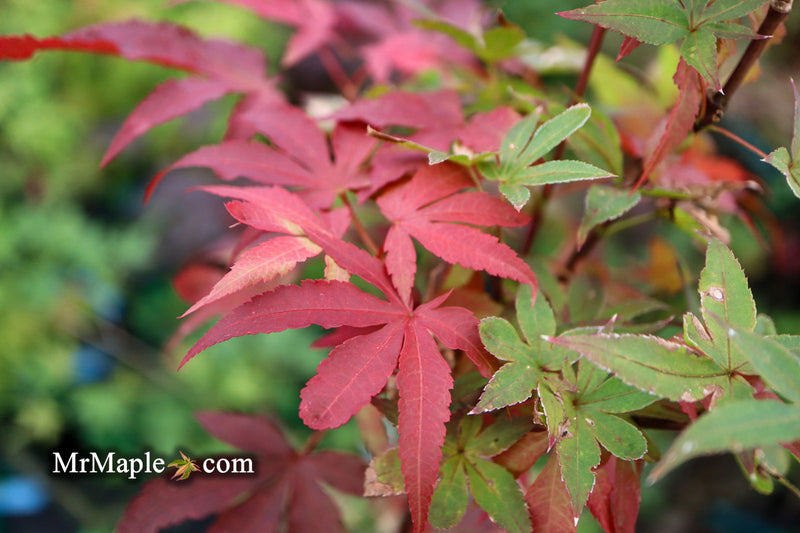 - FOR PICKUP ONLY | Acer palmatum 'Twombly's Red Sentinel' Columnar Japanese Maple | DOES NOT SHIP - Mr Maple │ Buy Japanese Maple Trees