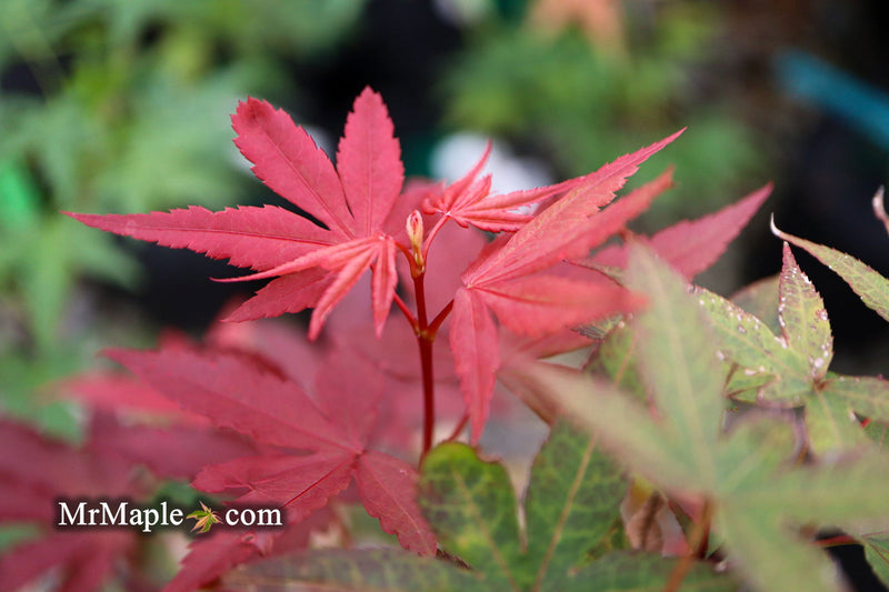 - FOR PICKUP ONLY | Acer palmatum 'Twombly's Red Sentinel' Columnar Japanese Maple | DOES NOT SHIP - Mr Maple │ Buy Japanese Maple Trees