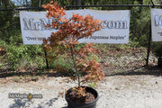 - FOR PICKUP ONLY | Acer palmatum 'Uncle Ghost' Japanese Maple | DOES NOT SHIP - Mr Maple │ Buy Japanese Maple Trees