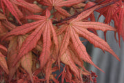- FOR PICKUP ONLY | Acer palmatum 'Uncle Ghost' Japanese Maple | DOES NOT SHIP - Mr Maple │ Buy Japanese Maple Trees