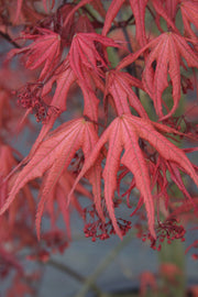 - FOR PICKUP ONLY | Acer palmatum 'Uncle Ghost' Japanese Maple | DOES NOT SHIP - Mr Maple │ Buy Japanese Maple Trees
