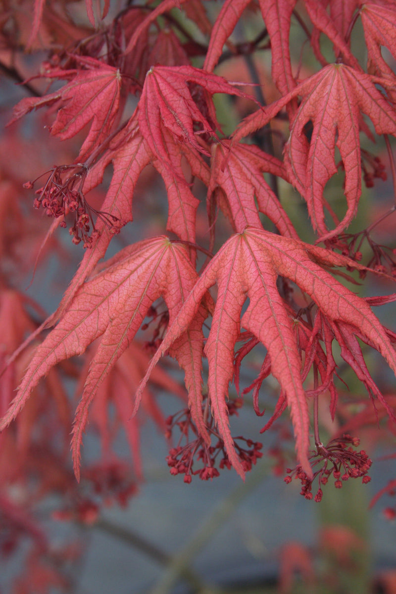 - FOR PICKUP ONLY | Acer palmatum 'Uncle Ghost' Japanese Maple | DOES NOT SHIP - Mr Maple │ Buy Japanese Maple Trees
